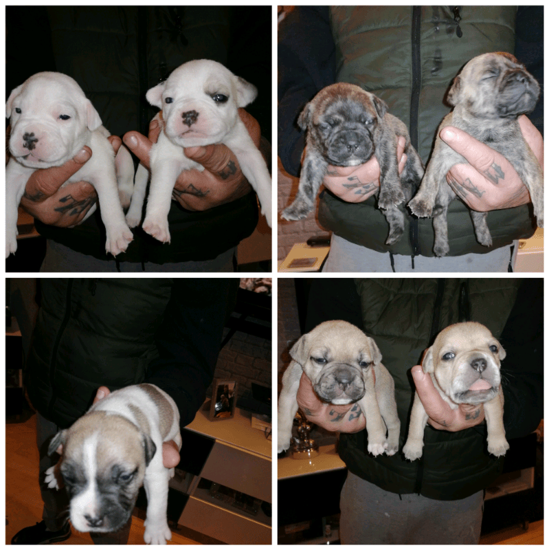 French bulldog x staffy puppy in Blidworth