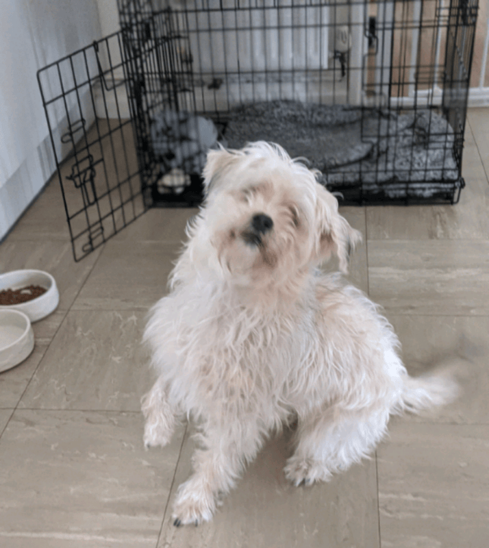 I need to rehome my dog asap in Alresford, Hampshire