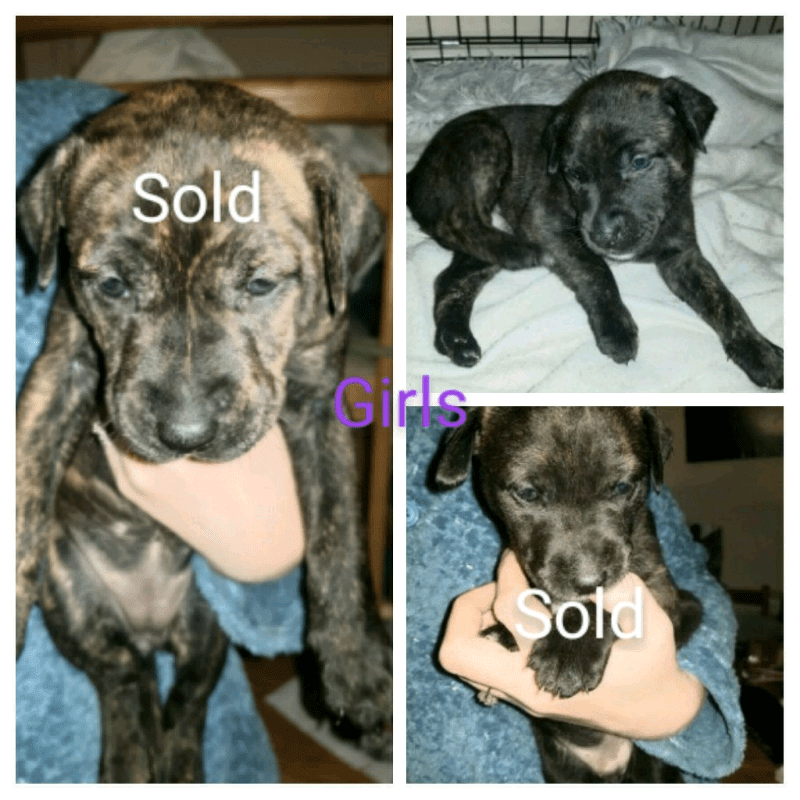 Staffy x lurcher puppies 1 PUPPY LEFT in East Leake, Leicestershire