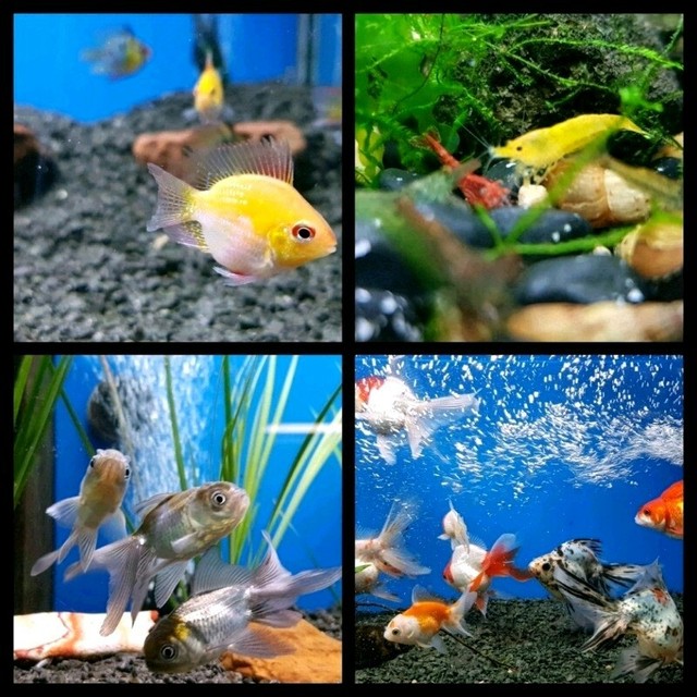 Tropical & Cold Water Fish, Turtles, Axolotl's Frogs, Hermit Crab