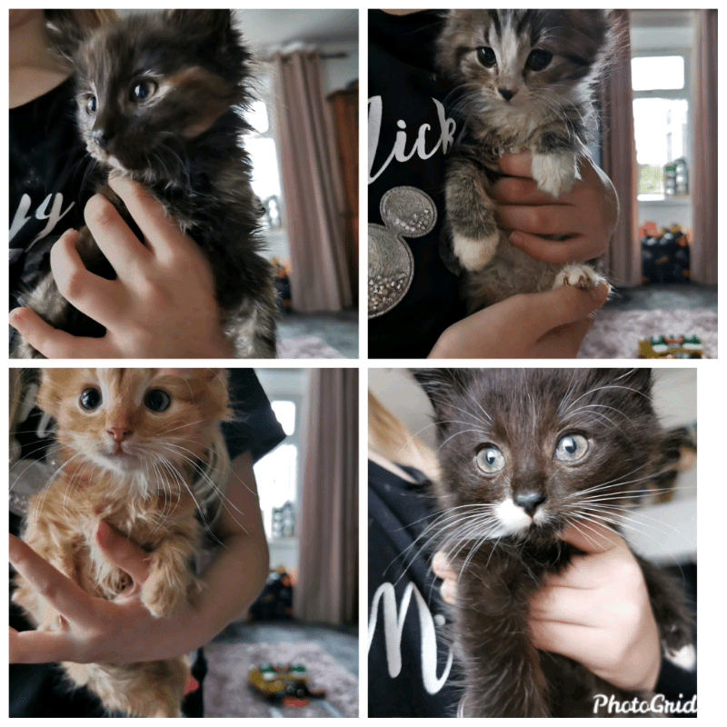 Long haired kittens in Kirkcudbright, Dumfries and Galloway Gumtree