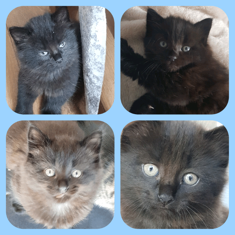 1×male fluffy kitten for sale. in Bonnybridge, Falkirk Gumtree
