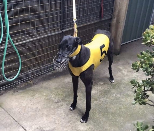 Greyhound Pups Free To Good Home / Potty Training FREE Course for