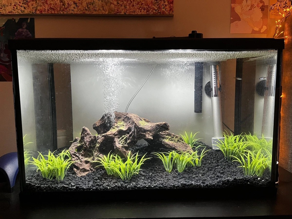 10 Gallon Aquarium Dimensions, Size, Setup Ideas, Kit Tips, 44 OFF