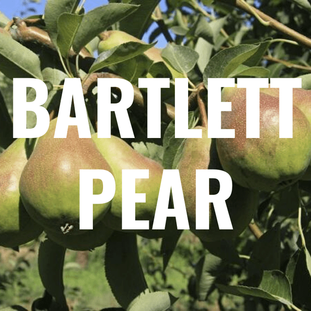 4 Bartlett Pear FRUIT TREE Cutting Rooting Grafting Scion BARTLETT PEAR