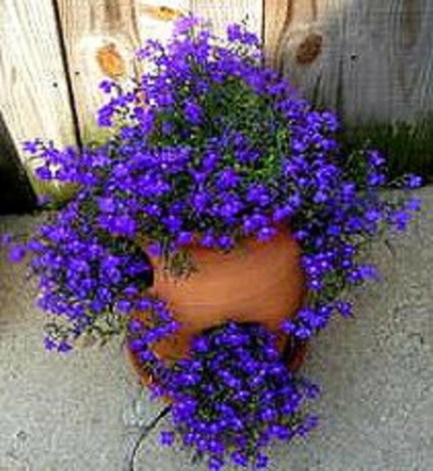 Lobelia Hanging Basket