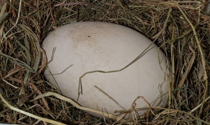 fertile goose egg for hatching eBay