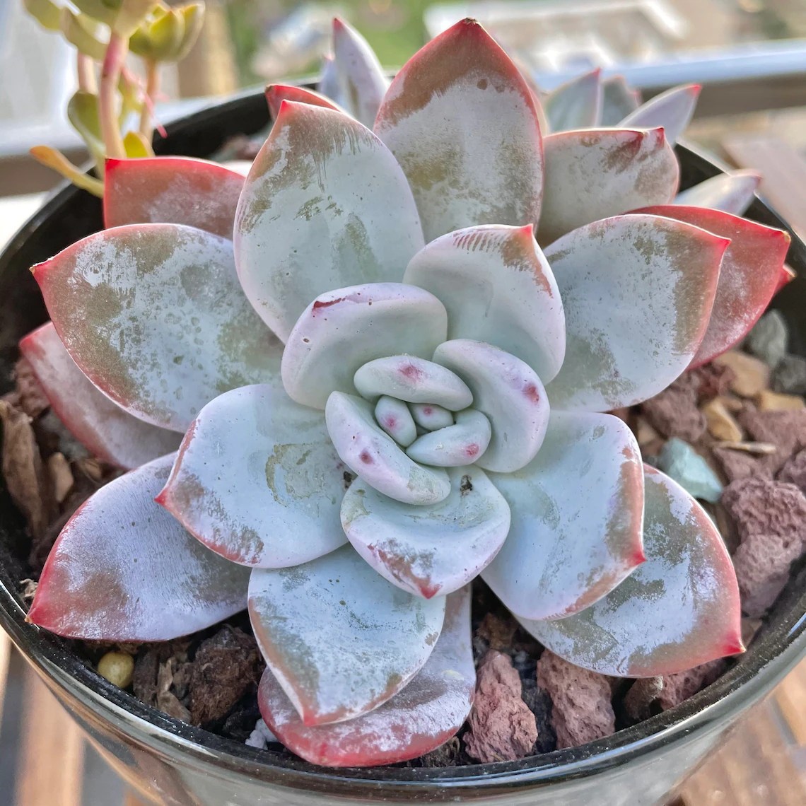 Echeveria Sanga Ivory Trumso Rare Korean Imported