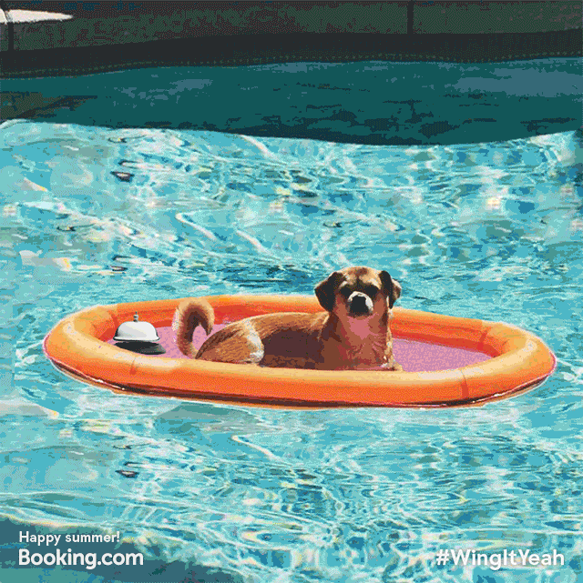 Service vacation dog GIF on GIFER by Bojurus