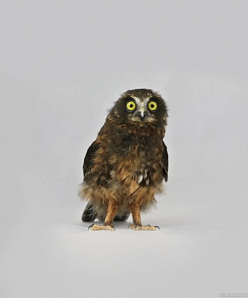 Animales Uhu Owl Gif On Gifer By Gravelhammer