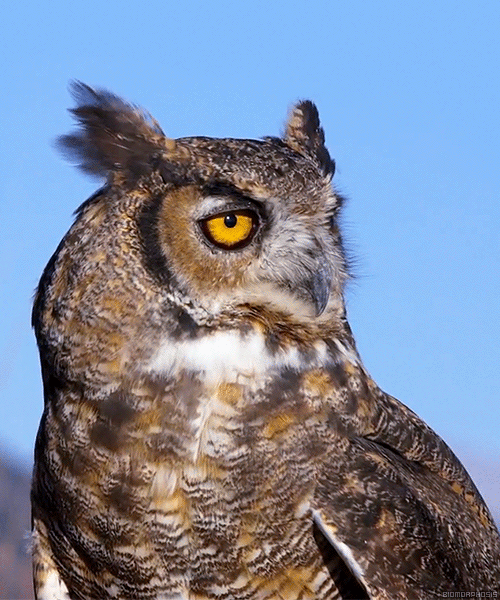 Owl great horned owl GIF on GIFER by Perirdred
