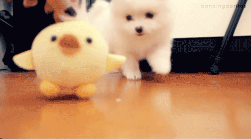 GIF perrito cachorro fofo animated GIF on GIFER by