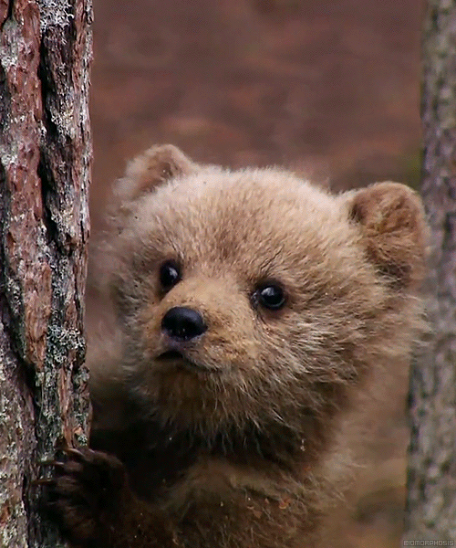 Baby Bear Gif