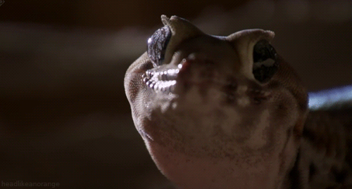 Gecko Wonder Gecko Animais Gif On Gifer By Whisperhunter