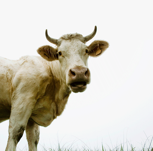 Cow GIF on GIFER by Kigasho