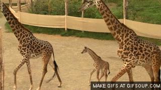 Angry Giraffe Gif
