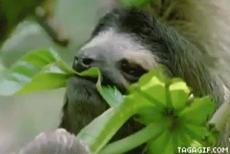 Tiere Animais Animaux Gif On Gifer By Kagamuro