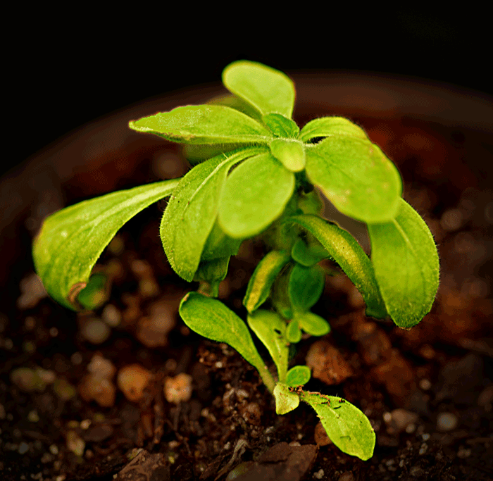 Cat butts GIF on GIFER by Tok