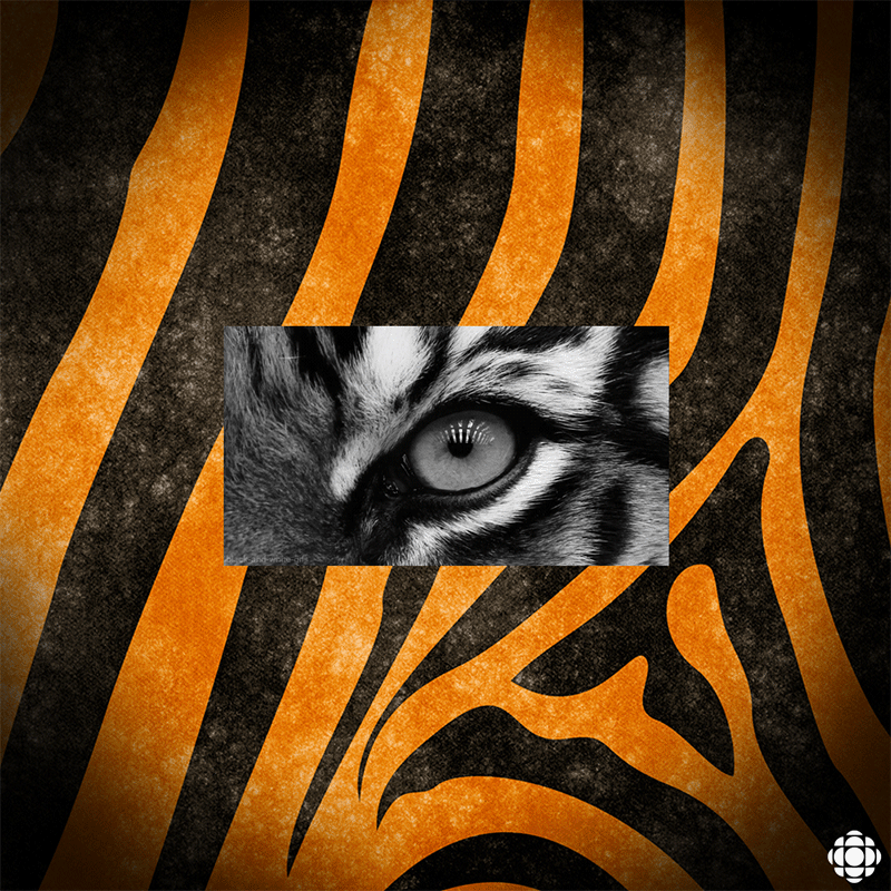Eye tiger GIF on GIFER by Lightweaver