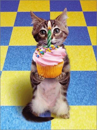 Gif Happy Birthday Cat Bam Animated Gif On Gifer By Momand