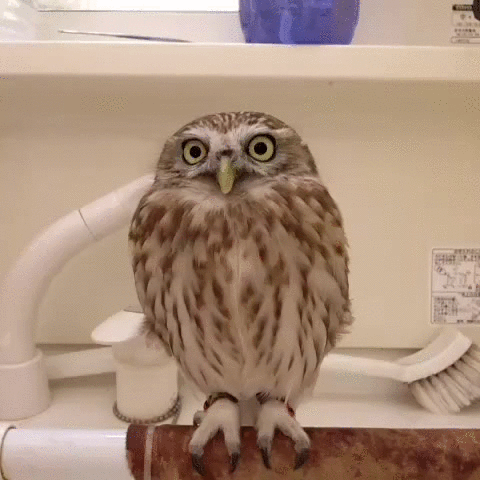 Howl Owl Gif On Gifer By Gak