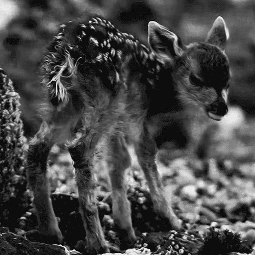 Black and white deer bambi GIF on GIFER by Shaktigore
