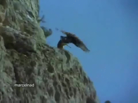 Animales Graciosos Animals Being Jerks Rocher Gif On Gifer By Thunderbearer