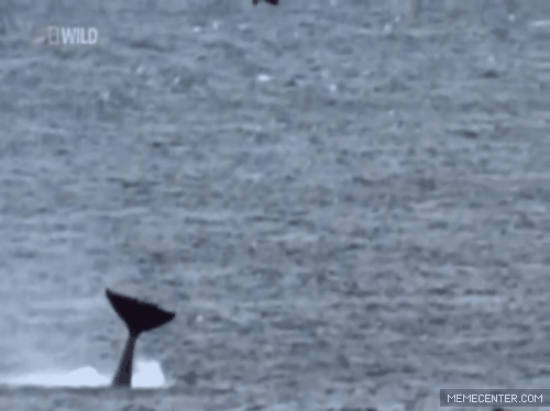 Mechanism Wavewash Whales Gif On Gifer By Megore
