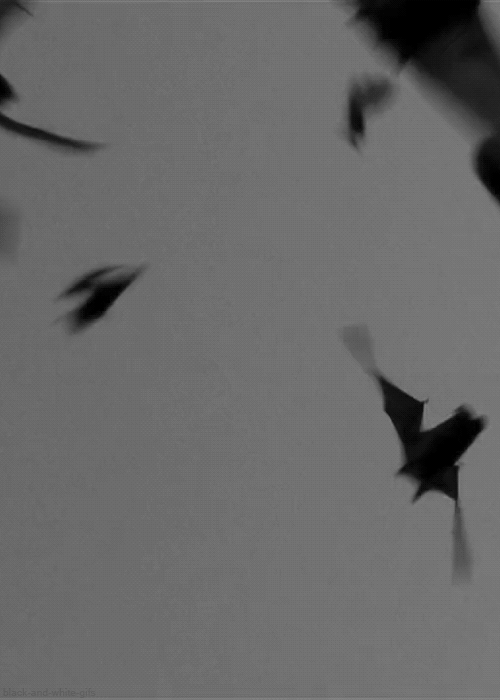 Bat black and white animals GIF on GIFER by Anaragrinn