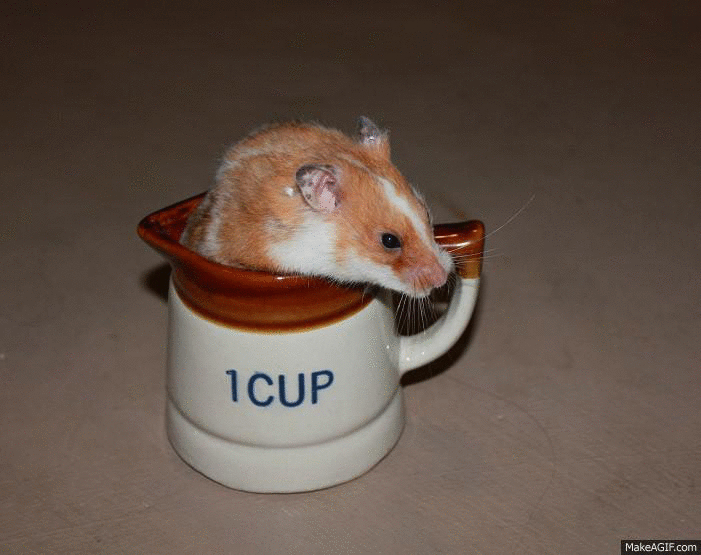 GIF cute animal hamster theory animated GIF on GIFER by Shakale