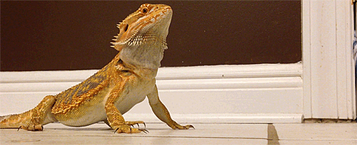 Gif Bearded Dragons Reptiles Bearded Dragon Animated Gif On Gifer By Kerius