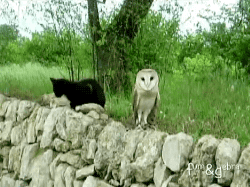 Animais Tiere Animaux Gif On Gifer By Mazahn