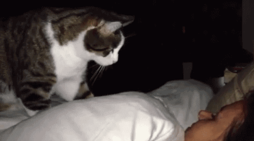 Seite Animais Animaux Gif On Gifer By Spellseeker