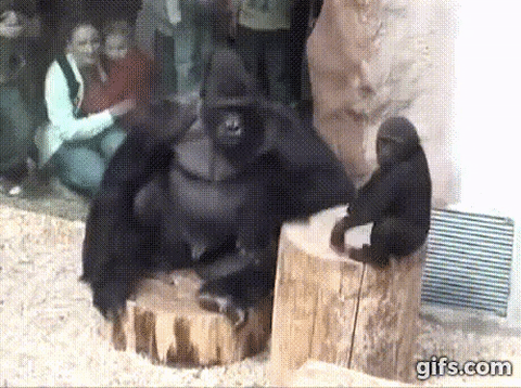 Gif Gorilla Animiertes Gif Auf Gifer