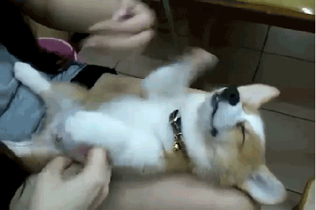 Animais Tocar Gif On Gifer By Ironwalker