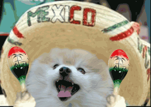 Cinco de mayo pomeranian GIF on GIFER by Nebar