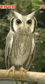 Owl Eule Gif On Gifer By Ceriel