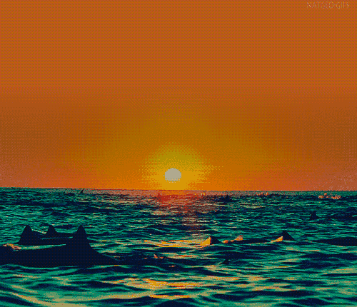 Sunset dolphin ocean waves GIF on GIFER by Gholas