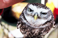 Animales Owl Heureux Gif On Gifer By Brarg