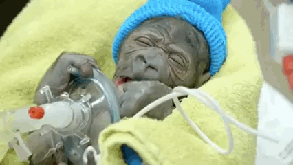 Bebe Baby Enfant Gif On Gifer By Kemeena