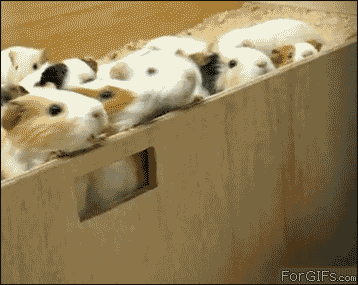 Gif Animais Tiere Running Animated Gif On Gifer By Ganis