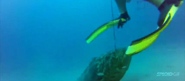 Spearfishing water scary GIF on GIFER by Ausius