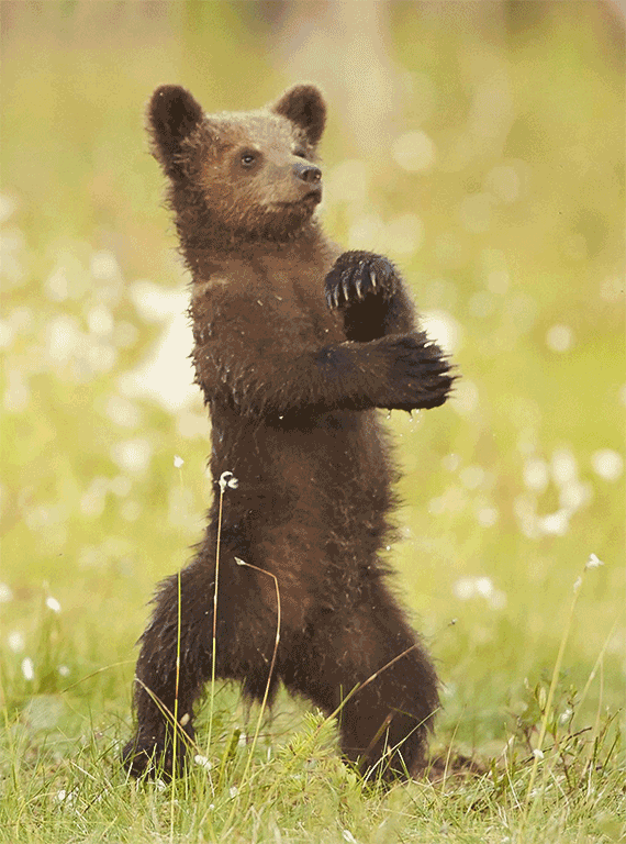 Baby GIF on GIFER by Thunderfist