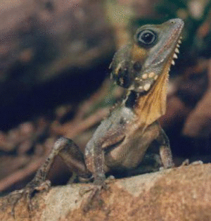 Slideshow Reptiles Boyds Forest Dragon Gif On Gifer By Ragecrusher