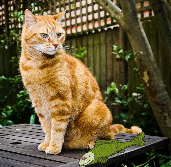 Trove cat GIF on GIFER by Tojarg