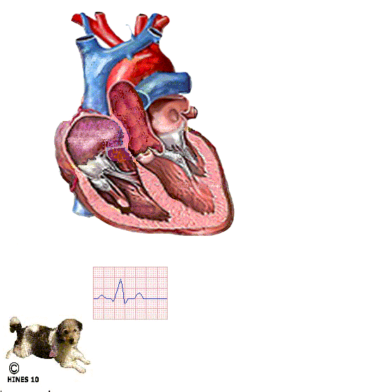 Mitral dog heart GIF Find on GIFER