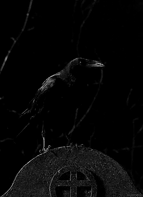 GIF raven black quoth animated GIF on GIFER
