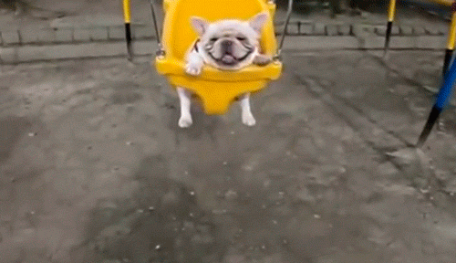 Animais Tiere Perrito Gif Find On Gifer