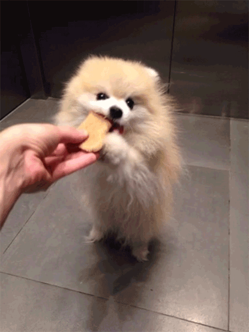 Pomeranian eating animals GIF Find on GIFER