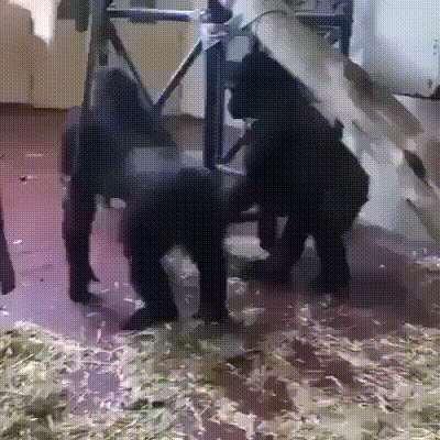 Thang Gorilla Gorille Gif Find On Gifer